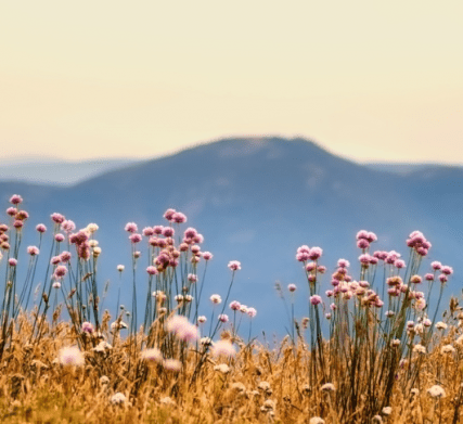 Hôtel Angleterre Grenoble